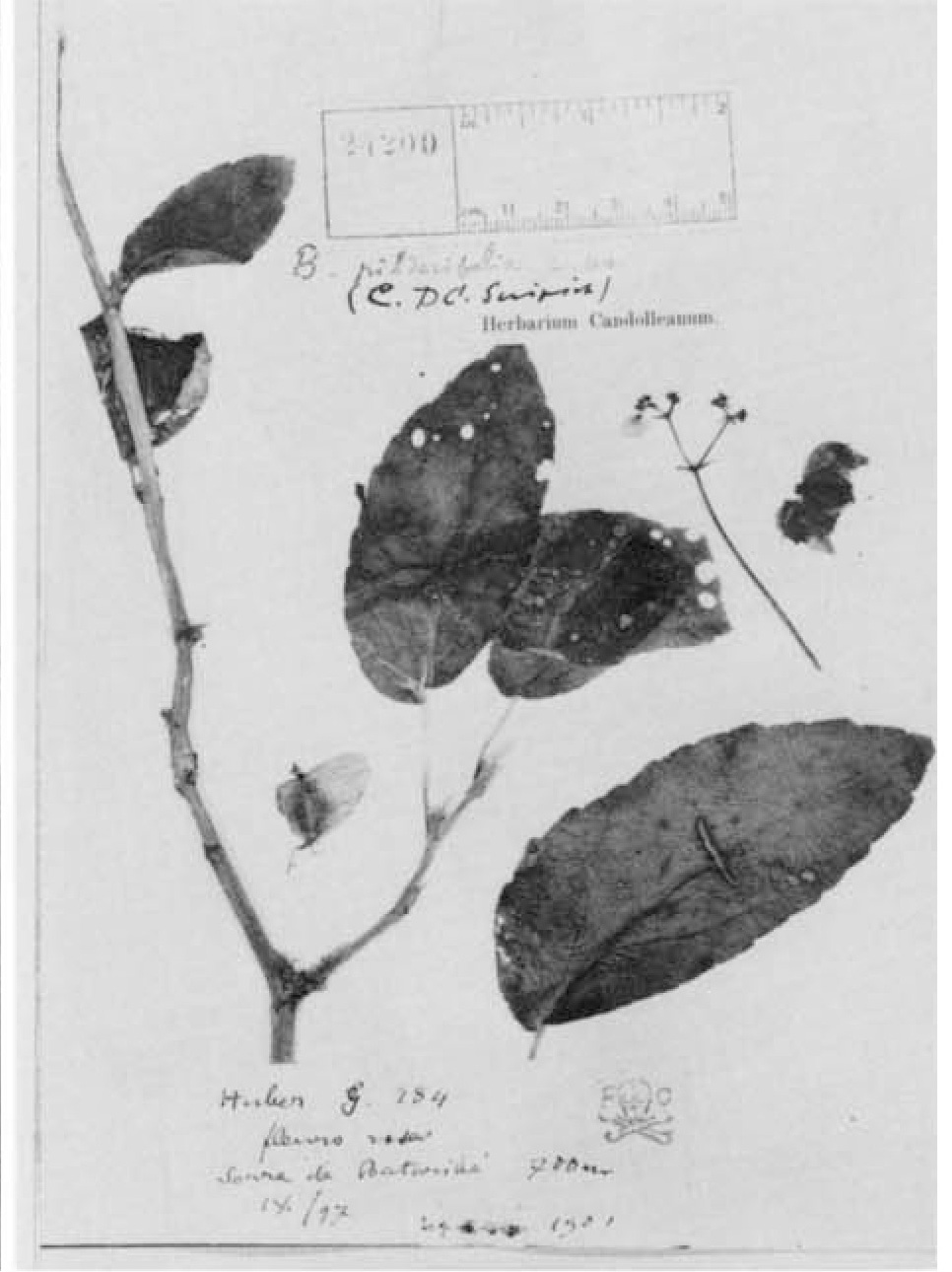 B. pilderifolia